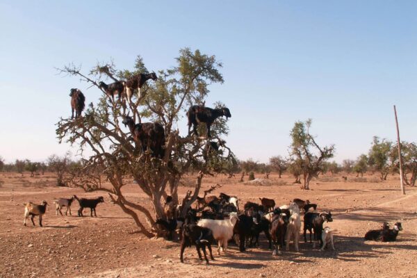 goat climbing argan trees naturally